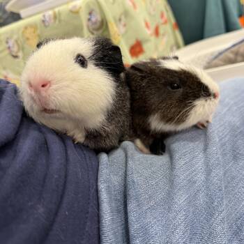 Rescue Teddy and Rex Guinea Pigs for Adoption in Olmos Park, Texas - Jackie & Joannie | PetCurious